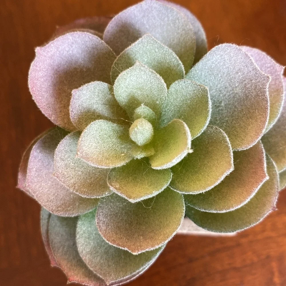 Faux Succulents set of two. EUC